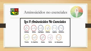 Aminoácidos no esenciales
 