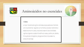Aminoácidos no esenciales
 