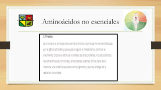 Aminoácidos no esenciales
 