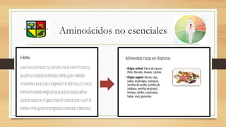 Aminoácidos no esenciales
 