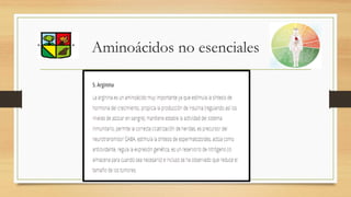 Aminoácidos no esenciales
 