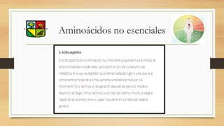 Aminoácidos no esenciales
 