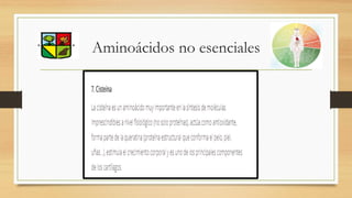 Aminoácidos no esenciales
 