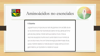 Aminoácidos no esenciales
 