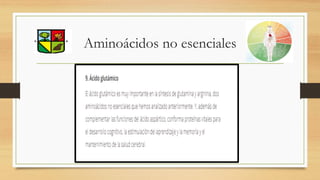 Aminoácidos no esenciales
 