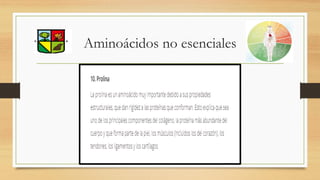 Aminoácidos no esenciales
 