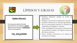 LÍPIDOS Y GRASAS
• Permiten almacenar energía en forma de
triglicéridos.
• Protegen y preservan la temperatura corporal.
• Facilitan la absorción de vitaminas liposolubles.
• Por sus características químicas se clasifican en:
triglicéridos, fosfolípidos y esteroles.
• Como fosfolípidos forman parte importante de
las membranas celulares y de algunas estructuras
del sistema nervioso.
• Como esteroles intervienen en la síntesis de
hormonas esteroideas.
 