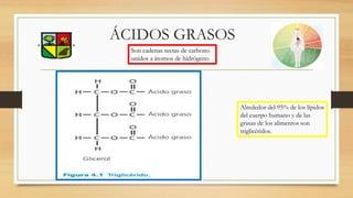 ÁCIDOS GRASOS
Son cadenas rectas de carbono
unidos a átomos de hidrógeno
Alrededor del 95% de los lípidos
del cuerpo humano y de las
grasas de los alimentos son
triglicéridos.
 
