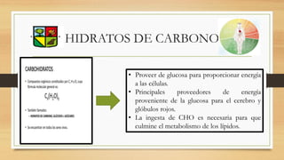 HIDRATOS DE CARBONO
• Proveer de glucosa para proporcionar energía
a las células.
• Principales proveedores de energía
proveniente de la glucosa para el cerebro y
glóbulos rojos.
• La ingesta de CHO es necesaria para que
culmine el metabolismo de los lípidos.
 