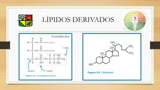 LÍPIDOS DERIVADOS
Fosfatidilcolina
 