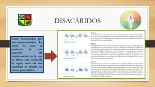 DISACÁRIDOS
Están constituidos por
dos monosacáridos. La
unión de estos es
producto de una
reacción de
condensación en la que
se libera una molécula
de agua; entre los dos
sacáridos se estable un
enlace glucosídico.
 