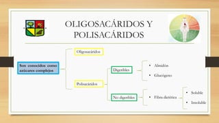 OLIGOSACÁRIDOS Y
POLISACÁRIDOS
Son conocidos como
azúcares complejos
Oligosacáridos
Polisacáridos
Digeribles
No digeribles
• Almidón
• Glucógeno
• Fibra dietética
• Soluble
• Insoluble
 