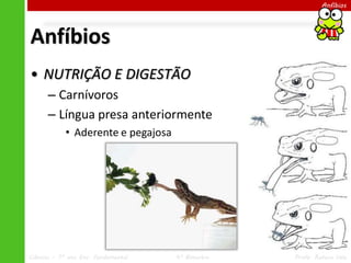 Ciências – 7º ano Ens. Fundamental 4º Bimestre Profa. Rebeca Vale
Anfíbios
Anfíbios
• NUTRIÇÃO E DIGESTÃO
– Carnívoros
– Língua presa anteriormente
• Aderente e pegajosa
 