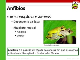 Ciências – 7º ano Ens. Fundamental 4º Bimestre Profa. Rebeca Vale
Anfíbios
Anfíbios
• REPRODUÇÃO DOS ANUROS
– Dependente da água
– Ritual pré-nupcial
• Amplexo
• Coaxar
Reprodução em anuros.
Amplexo é a posição de cópula dos anuros em que os machos
estimulam a liberação dos óvulos pelas fêmeas.
 