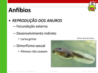 Ciências – 7º ano Ens. Fundamental 4º Bimestre Profa. Rebeca Vale
Anfíbios
Anfíbios
• REPRODUÇÃO DOS ANUROS
– Fecundação externa
– Desenvolvimento indireto
• Larva girino
– Dimorfismo sexual
• Fêmeas não coaxam
Girino, larva de anuro.
 
