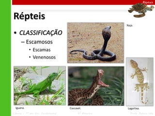 Ciências – 7º ano Ens. Fundamental 4º Bimestre Profa. Rebeca Vale
Répteis
• CLASSIFICAÇÃO
– Escamosos
• Escamas
• Venenosos
Répteis
Iguana.
Naja.
Cascavel. Lagartixa.
 
