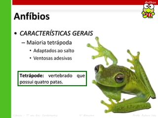 Ciências – 7º ano Ens. Fundamental 4º Bimestre Profa. Rebeca Vale
Anfíbios
Anfíbios
• CARACTERÍSTICAS GERAIS
– Maioria tetrápoda
• Adaptados ao salto
• Ventosas adesivas
Tetrápode: vertebrado que
possui quatro patas.
 