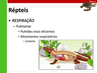 Ciências – 7º ano Ens. Fundamental 4º Bimestre Profa. Rebeca Vale
Répteis
Répteis
• RESPIRAÇÃO
– Pulmonar
• Pulmões mais eficientes
• Movimentos respiratórios
– Costelas
 