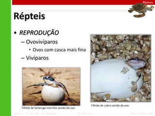 Ciências – 7º ano Ens. Fundamental 4º Bimestre Profa. Rebeca Vale
Répteis
Répteis
• REPRODUÇÃO
– Ovovivíparos
• Ovos com casca mais fina
– Vivíparos
Filhote de cobra saindo do ovo.
Filhote de tartaruga-marinha saindo do ovo.
 