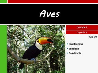 Aula 1/2
 Características
 Morfologia
 Classificação
Unidade 4
Capítulo 4
Aves
 