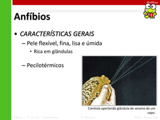 Ciências – 7º ano Ens. Fundamental 4º Bimestre Profa. Rebeca Vale
Anfíbios
Anfíbios
• CARACTERÍSTICAS GERAIS
– Pele flexível, fina, lisa e úmida
• Rica em glândulas
– Pecilotérmicos
Cientista apertando glândula de veneno de um
sapo.
 