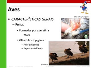 Ciências – 7º ano Ens. Fundamental 4º Bimestre Profa. Rebeca Vale
Aves
Aves
• CARACTERÍSTICAS GERAIS
– Penas
• Formadas por queratina
– Muda
• Glândula uropigiana
– Aves aquáticas
– Impermeabilizante
Glândula uropigiana.
Marrecos.
 