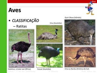 Ciências – 7º ano Ens. Fundamental 4º Bimestre Profa. Rebeca Vale
Aves
Aves
• CLASSIFICAÇÃO
– Ratitas
Avestruz, a maior ave (África). Ema ou Nandu (América do Sul).
Casuar (Austrália).
Quivi (Nova Zelândia).
Emu (Austrália).
 