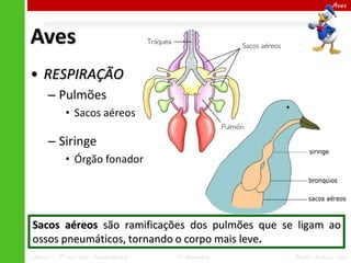 Ciências – 7º ano Ens. Fundamental 4º Bimestre Profa. Rebeca Vale
Aves
Aves
• RESPIRAÇÃO
– Pulmões
• Sacos aéreos
– Siringe
• Órgão fonador
Sacos aéreos são ramificações dos pulmões que se ligam ao
ossos pneumáticos, tornando o corpo mais leve.
 
