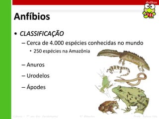 Ciências – 7º ano Ens. Fundamental 4º Bimestre Profa. Rebeca Vale
Anfíbios
Anfíbios
• CLASSIFICAÇÃO
– Cerca de 4.000 espécies conhecidas no mundo
• 250 espécies na Amazônia
– Anuros
– Urodelos
– Ápodes
 