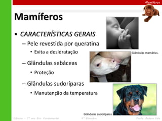 Mamíferos
• CARACTERÍSTICAS GERAIS
– Pele revestida por queratina
• Evita a desidratação
– Glândulas sebáceas
• Proteção
– Glândulas sudoríparas
• Manutenção da temperatura
Mamíferos
Glândulas mamárias.
Glândulas sudoríparas
Ciências – 7º ano Ens. Fundamental 4º Bimestre Profa. Rebeca Vale
 
