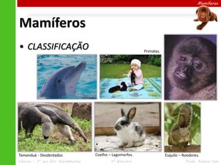 Mamíferos
• CLASSIFICAÇÃO
Mamíferos
Tamanduá - Desdentados Coelho – Lagomorfos. Esquilo – Roedores.
Primatas.
Golfinho – Cetáceos.
Ciências – 7º ano Ens. Fundamental 4º Bimestre Profa. Rebeca Vale
 