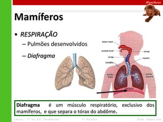 Mamíferos
• RESPIRAÇÃO
– Pulmões desenvolvidos
– Diafragma
Mamíferos
Diafragma é um músculo respiratório, exclusivo dos
mamíferos, e que separa o tórax do abdôme.
Ciências – 7º ano Ens. Fundamental 4º Bimestre Profa. Rebeca Vale
 