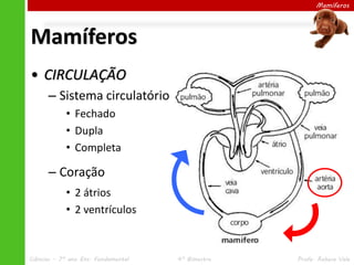 Mamíferos
• CIRCULAÇÃO
– Sistema circulatório
• Fechado
• Dupla
• Completa
– Coração
• 2 átrios
• 2 ventrículos
Mamíferos
Ciências – 7º ano Ens. Fundamental 4º Bimestre Profa. Rebeca Vale
 