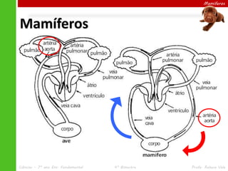 Mamíferos
Mamíferos
Ciências – 7º ano Ens. Fundamental 4º Bimestre Profa. Rebeca Vale
 