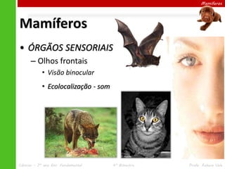 Mamíferos
• ÓRGÃOS SENSORIAIS
– Olhos frontais
• Visão binocular
• Ecolocalização - som
Mamíferos
Ciências – 7º ano Ens. Fundamental 4º Bimestre Profa. Rebeca Vale
 