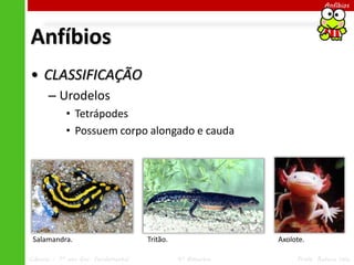 Ciências – 7º ano Ens. Fundamental 4º Bimestre Profa. Rebeca Vale
Anfíbios
Anfíbios
• CLASSIFICAÇÃO
– Urodelos
• Tetrápodes
• Possuem corpo alongado e cauda
Axolote.
Salamandra. Tritão.
 