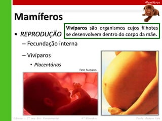 Mamíferos
• REPRODUÇÃO
– Fecundação interna
– Vivíparos
• Placentários
Mamíferos
Feto humano.
Vivíparos são organismos cujos filhotes
se desenvolvem dentro do corpo da mãe.
Ciências – 7º ano Ens. Fundamental 4º Bimestre Profa. Rebeca Vale
 