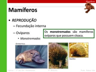 Ciências – 7º ano Ens. Fundamental 4º Bimestre Profa. Rebeca Vale
Mamíferos
• REPRODUÇÃO
– Fecundação interna
– Ovíparos
• Monotremados
Mamíferos
Os monotremados são mamíferos
ovíparos que possuem cloaca.
Equidna
Ornitorrinco
 