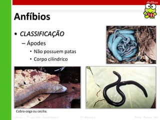 Ciências – 7º ano Ens. Fundamental 4º Bimestre Profa. Rebeca Vale
Anfíbios
Anfíbios
• CLASSIFICAÇÃO
– Ápodes
• Não possuem patas
• Corpo cilíndrico
Cobra-cega ou cecília.
 