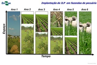 Espaço
Tempo
Ano 1 Ano 2 Ano 3 Ano 4 Ano 5 Ano 6
Implantação de ILP em fazendas de pecuária
©Lourival Vilela
 
