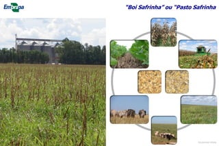 “Boi Safrinha” ou “Pasto Safrinha
©Lourival Vilela
 