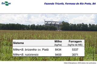 Fazenda Triunfo, Formosa do Rio Preto, BA
Vilela & Manjabosco; 2009 (dados não publicados)
Sistema
Milho
(kg/ha)
Forragem
(kg/ha de MS)
Milho+B. brizantha cv. Piatã 8434 5337
Milho+B. ruziziensis 9459 3071
©Lourival Vilela
 