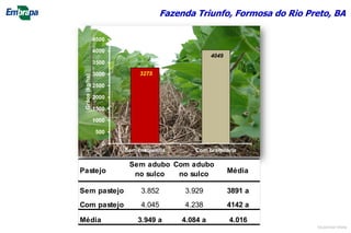 3275
4049
0
500
1000
1500
2000
2500
3000
3500
4000
4500
Sem braquiária Com braquiária
Grãos(kg/ha)
Fazenda Triunfo, Formosa do Rio Preto, BA
Pastejo
Sem adubo
no sulco
Com adubo
no sulco Média
Sem pastejo 3.852 3.929 3891 a
Com pastejo 4.045 4.238 4142 a
Média 3.949 a 4.084 a 4.016
©Lourival Vilela
 