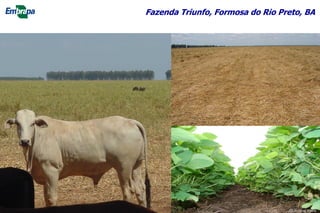 Fazenda Triunfo, Formosa do Rio Preto, BA
25
©Lourival Vilela
 