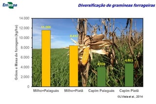 Diversificação de gramíneas forrageiras
 