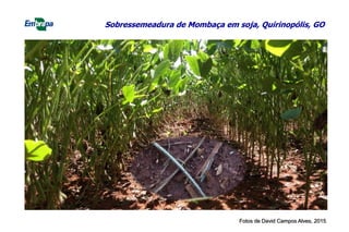 Sobressemeadura de Mombaça em soja, Quirinopólis, GO
Fotos de David Campos Alves, 2015
 