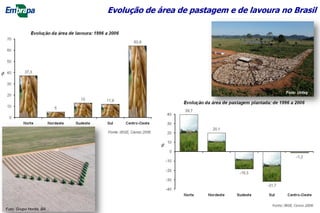 Evolução de área de pastagem e de lavoura no Brasil
Foto: Uriley
Foto: Grupo Horita, BA
 