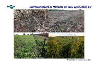 Sobressemeadura de Mombaça em soja, Quirinopólis, GO
Fotos de David Campos Alves, 2014
 