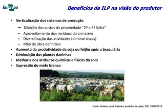 • Verticalização dos sistemas de produção
– Diluição dos custos da propriedade “2º e 3º Safra”
– Aproveitamento dos resíduos do armazém
– Diversificação das atividades (diminui riscos)
– Mão de obra definitiva
• Aumento da produtividade da soja ou feijão após a braquiária
• Diminuição das plantas daninhas
• Melhoria dos atributos químicos e físicos do solo
• Supressão do mofo branco
Benefícios da ILP na visão do produtor
Fonte: Antônio José Gazarini, produtor de Jataí, GO, 16/08/2014
 