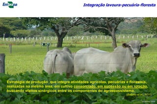 Integração lavoura-pecuária-floresta
Estratégia de produção que integra atividades agrícolas, pecuárias e florestais,
realizadas na mesma área, em cultivo consorciado, em sucessão ou em rotação,
buscando efeitos sinérgicos entre os componentes do agroecossistema.
(Balbino et al., 2011)
©Lourival Vilela
 